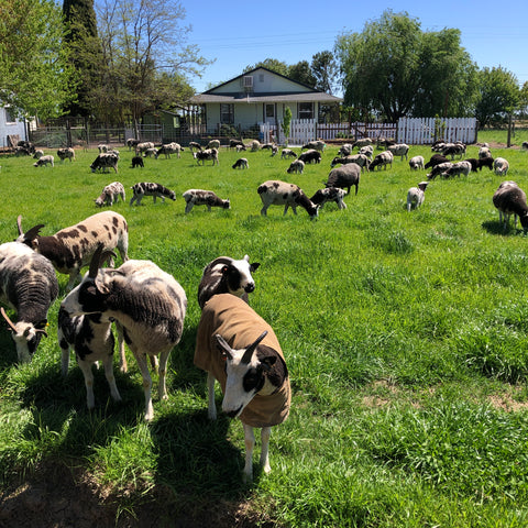 Meridian Jacobs Ranch Retreat in Vacaville May 11