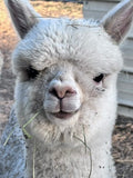 Integrity Alpacas Ranch Retreat in Vacaville April 18