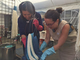 Dyeing with Indigo workshop in Napa October 13